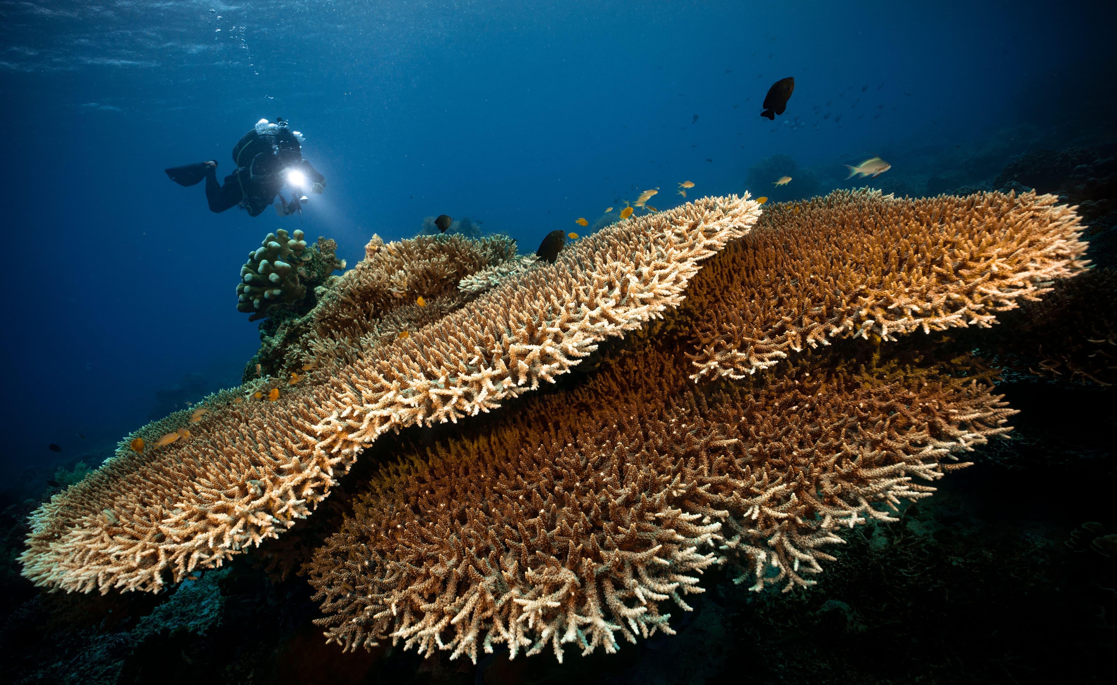 Open Class (Wide Seascape Category)